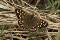 Butterflies: Speckled Wood (Pararge Aegeria)